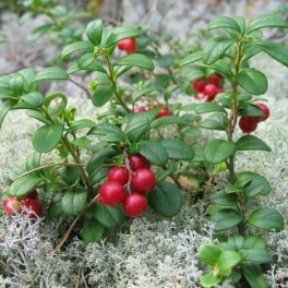 Lingonberry - Mountain Cranberry