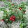 Lingonberry - Mountain Cranberry