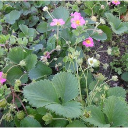 Pink and White Flowering Strawberry Seed Mix