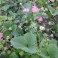 Pink and White Flowering Strawberry Seed Mix