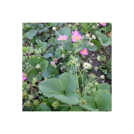 Pink and White Flowering Strawberry Seed Mix