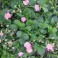 Pink and White Flowering Strawberry Seed Mix