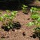 Pink and White Flowering Strawberry Seed Mix