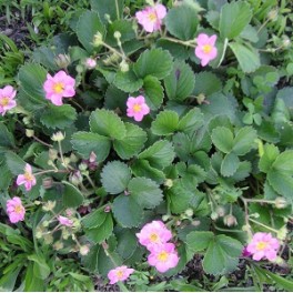 Pink Flowering Strawberry Seed Mix