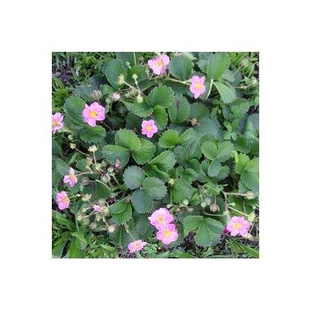 Pink Flowering Strawberry Seed Mix