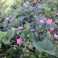 Pink Flowering Strawberry Seed Mix