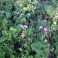 Pink Flowering Strawberry Seed Mix