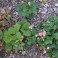 Pink Flowering Strawberry Seed Mix