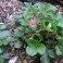 Pink and White Flowering Strawberry Seed Mix