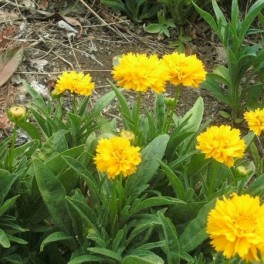 P11. Coreopsis Early Sunrise Plant - Perennial (1 Plant)