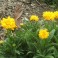A. Perennial Flower Starter - Coreopsis Early Sunrise