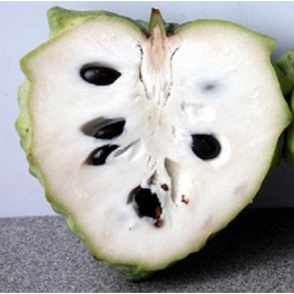 Cherimoya 