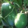 S015X01. Winter Melon x 1