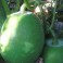 Winter Melon