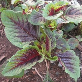 Amaranth - Red Stripe Leaf (Yin Tsai)
